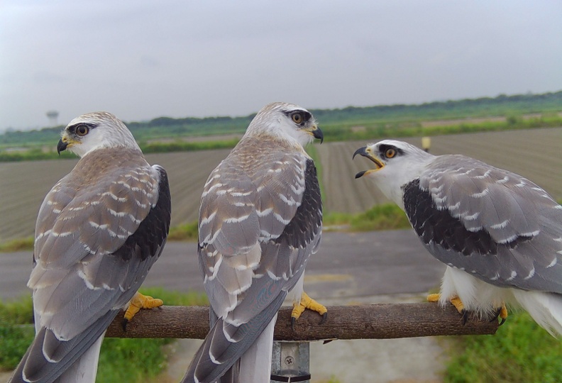 11304091735 2 11304091735 2